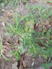 Lepidium virginicum