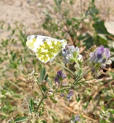 Euchloe ausonia