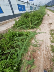 Sesbania cannabina
