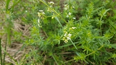 Galium album