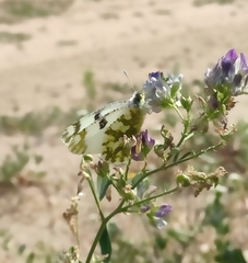 Euchloe ausonia