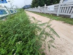 Sesbania cannabina