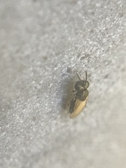 Pteromalidae