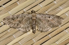 Eupithecia icterata