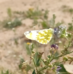Euchloe ausonia