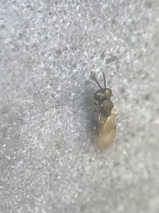 Pteromalidae