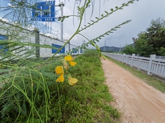 Sesbania cannabina