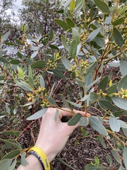 Eucalyptus utilis
