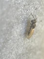 Pteromalidae