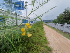 Sesbania cannabina