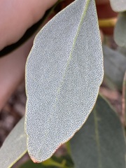 Eucalyptus utilis