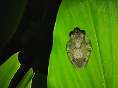 Raorchestes