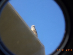 Athene cunicularia