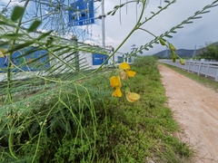 Sesbania cannabina