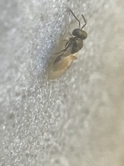 Pteromalidae
