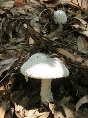 Amanita