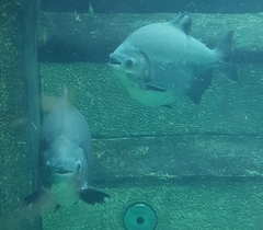 Piaractus brachypomus