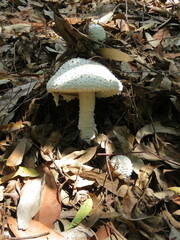 Amanita