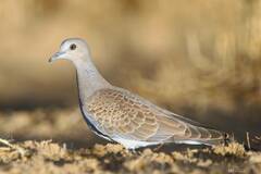 Streptopelia turtur