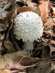 Amanita