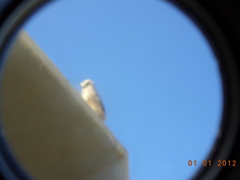 Athene cunicularia