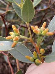 Eucalyptus utilis