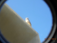 Athene cunicularia