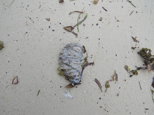 Holothuria scabra