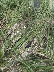 Butomus umbellatus