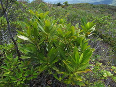 Ixora francii