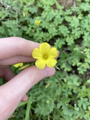 Oxalis pes-caprae