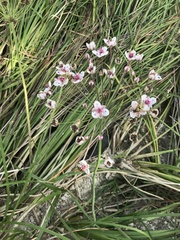 Butomus umbellatus