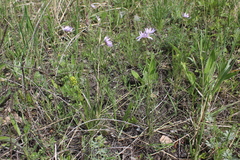 Scorzonera purpurea