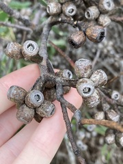Eucalyptus utilis
