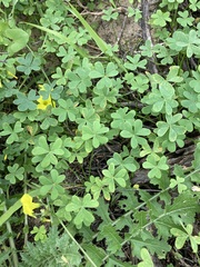 Oxalis pes-caprae