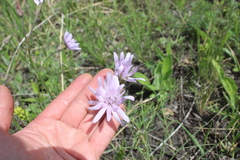 Scorzonera purpurea