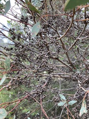 Eucalyptus utilis