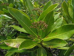 Ixora francii