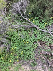 Oxalis pes-caprae