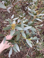 Eucalyptus utilis