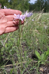 Scorzonera purpurea