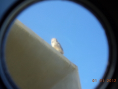 Athene cunicularia