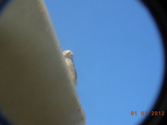 Athene cunicularia