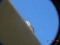 Athene cunicularia
