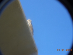 Athene cunicularia