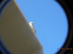 Athene cunicularia