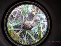 Athene cunicularia