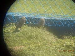 Athene cunicularia