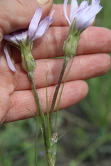 Scorzonera purpurea