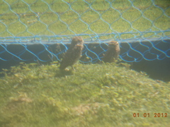 Athene cunicularia